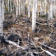 Image for article titled The Oldest Living Things in the World